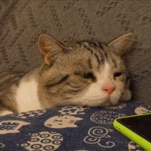 猫咪拉肚子的原因有哪些,猫咪拉肚子怎么补充营养