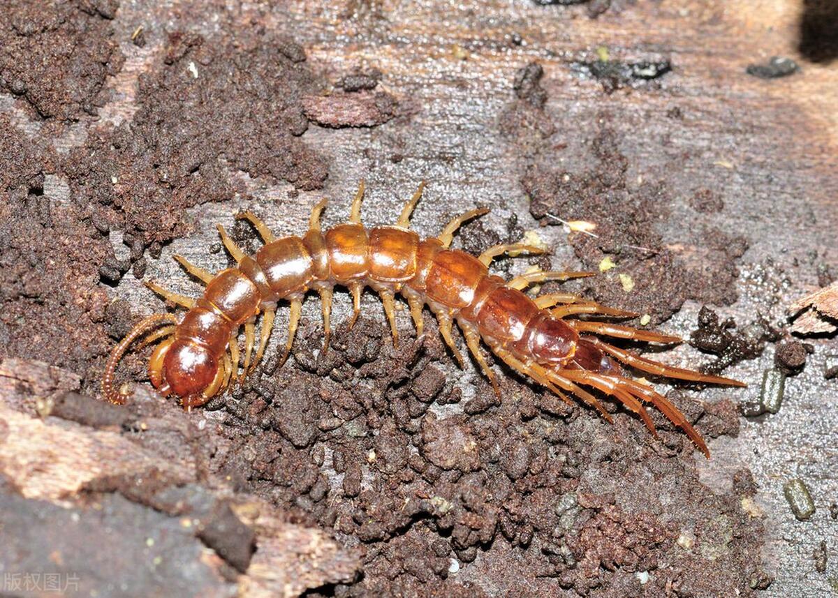 蜈蚣出现在房间里是怎么回事呢,家里有小蜈蚣说明有大蜈蚣吗