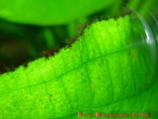 水族草缸爆绿丝藻怎么办,水草缸绿藻的养殖方法