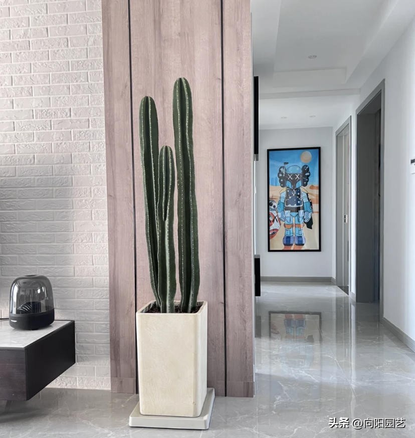 客厅最旺财的10种花,过年摆什么花放在客厅