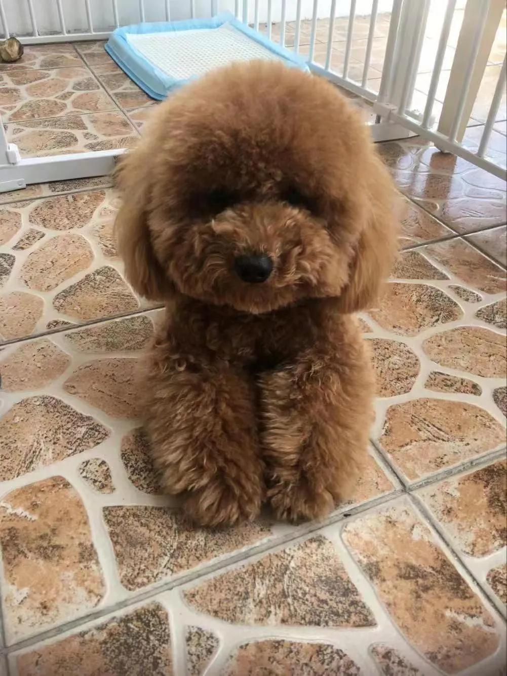 穷养泰迪但很哇塞的秘诀！健康又黏人