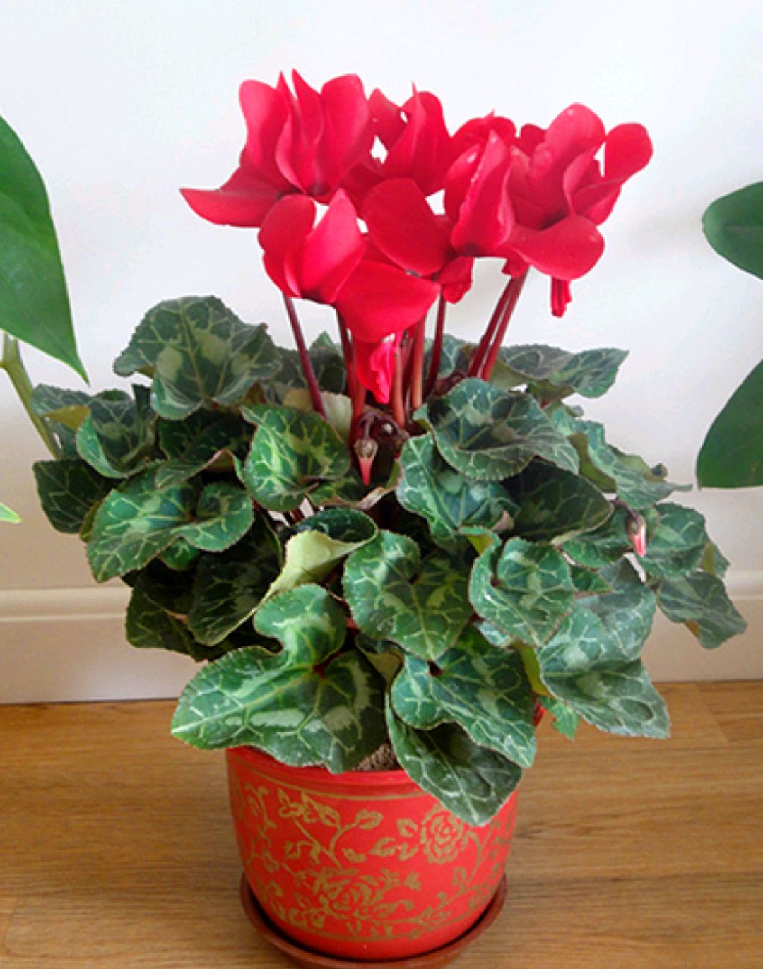 6种年宵花现在买最省钱,年宵花怎么养才旺财