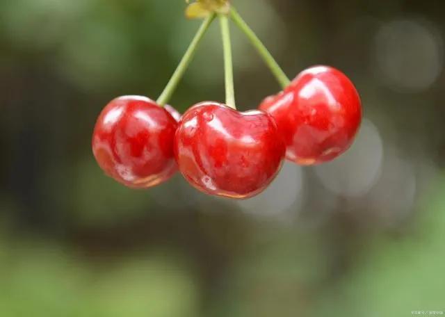 夏天开花的水果,夏天的水果图片