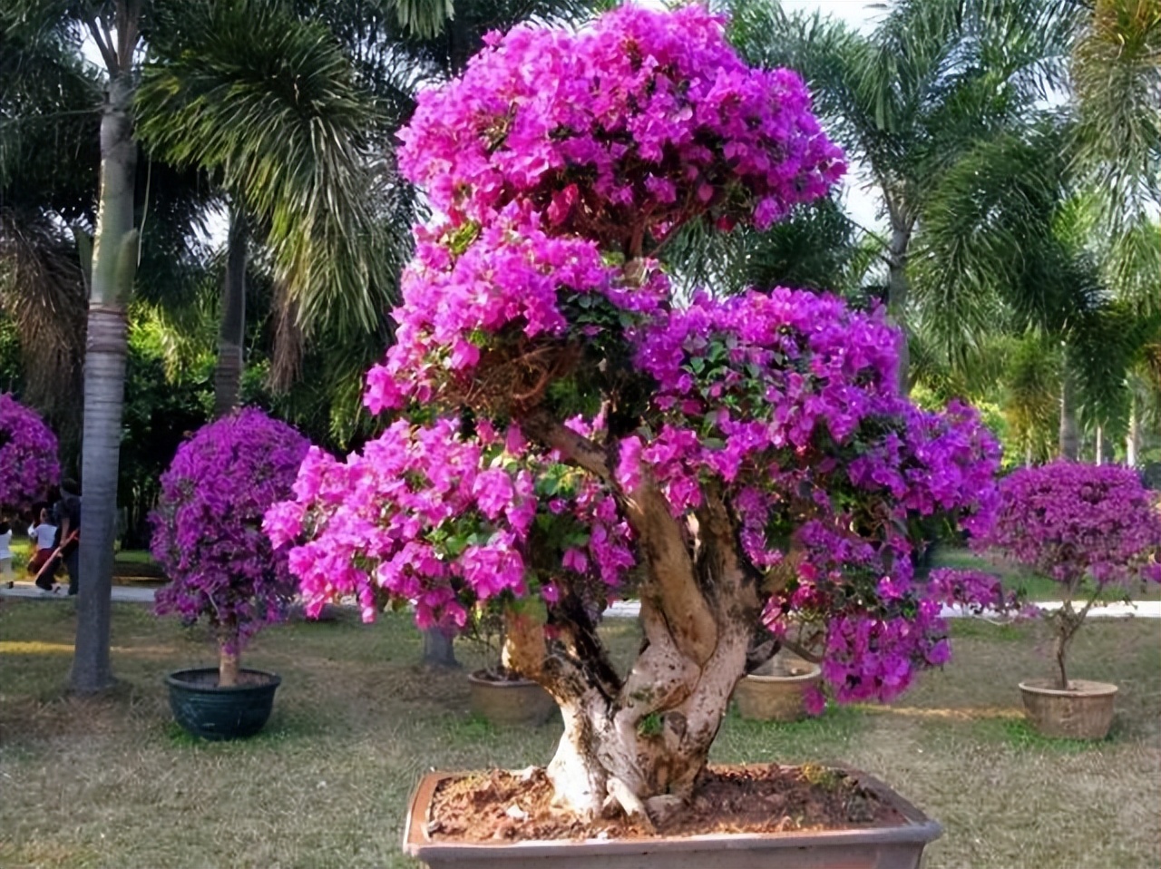 巴西紫三角梅开花后修剪,巴西三角梅盆栽花苗四季开