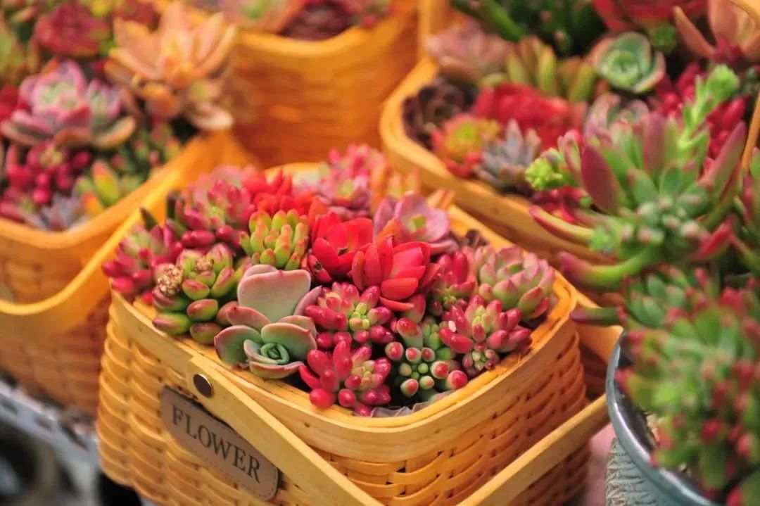 雨雪天气,来济南这些宝藏花市再合适不过了!快去把春天的浪漫抱回家吧!