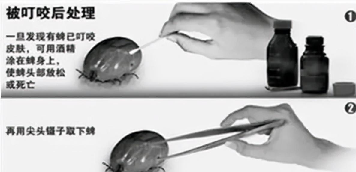 狗狗感染血虫,狗狗感染血原虫病后的临床症状