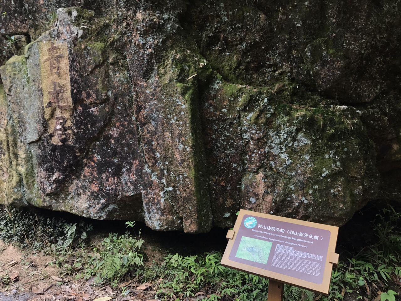 蛇中熊猫莽山烙铁头有多珍稀,蛇中大熊猫是什么蛇