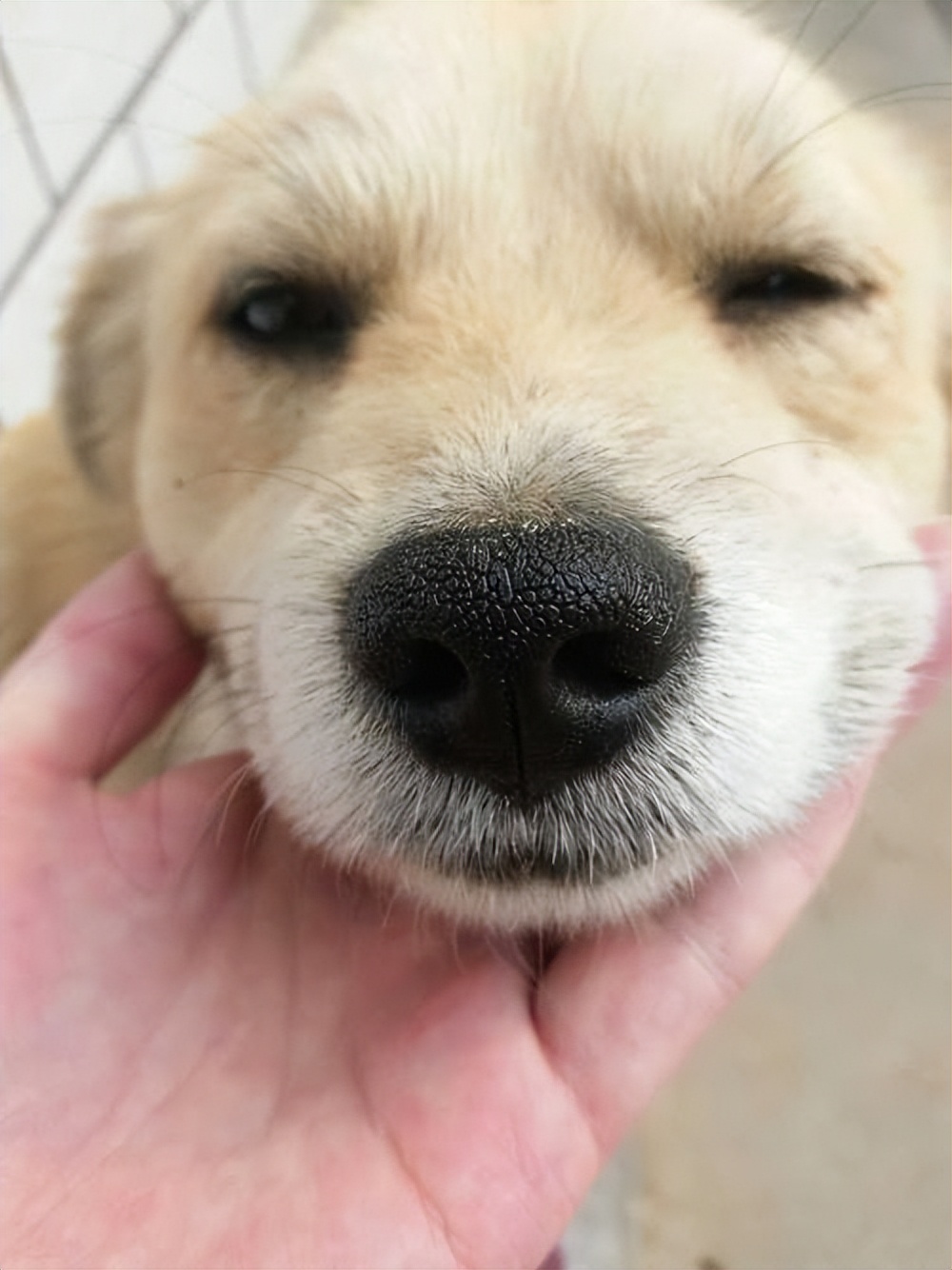 挑选好狗的几大诀窍,挑狗的方法和技巧冷知识