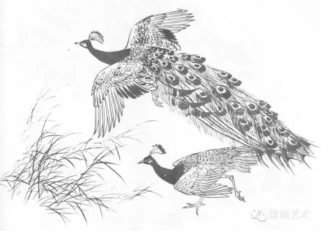 中国画孔雀白描图,竖幅工笔白孔雀图