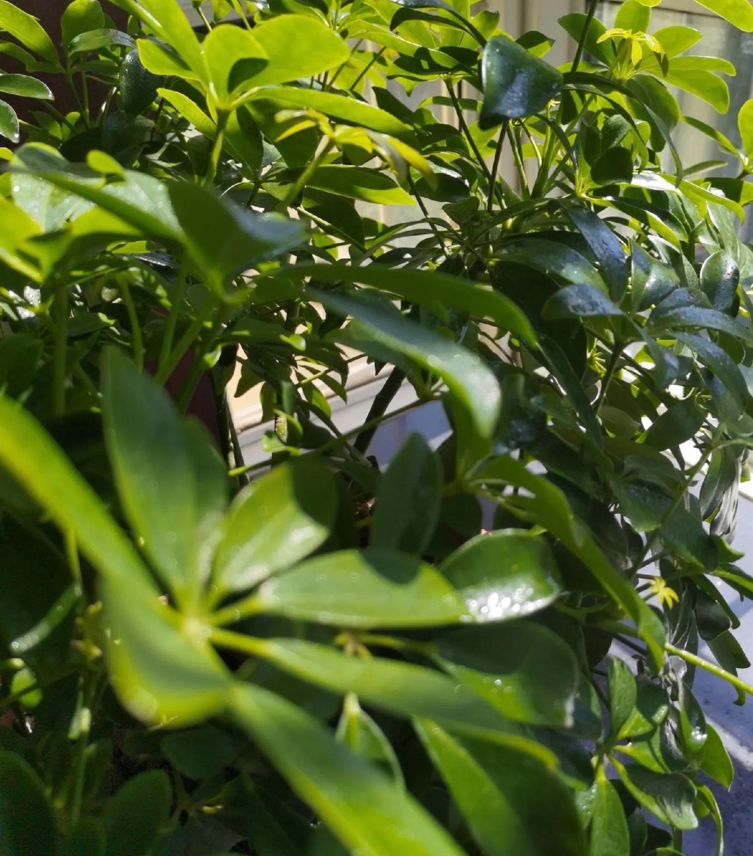 维生素在养殖中的作用与功效,维生素在农业上的妙用