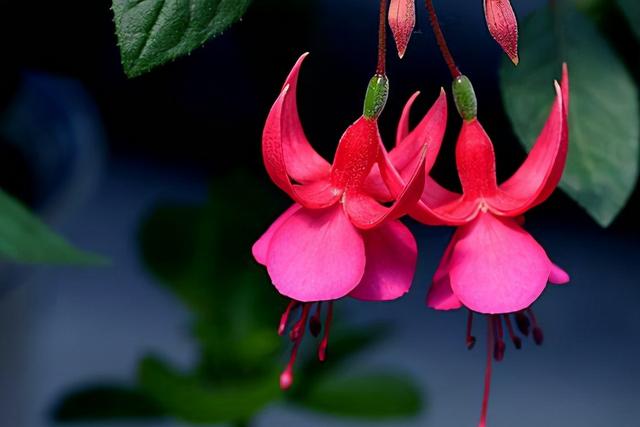 教你扦插大法扦插什么植物都能活,扦插小技巧栽培小妙招