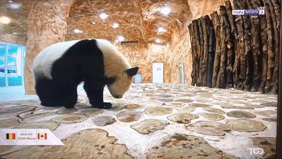 大熊猫成功“预测”日本战胜德国,大熊猫预测四场球赛