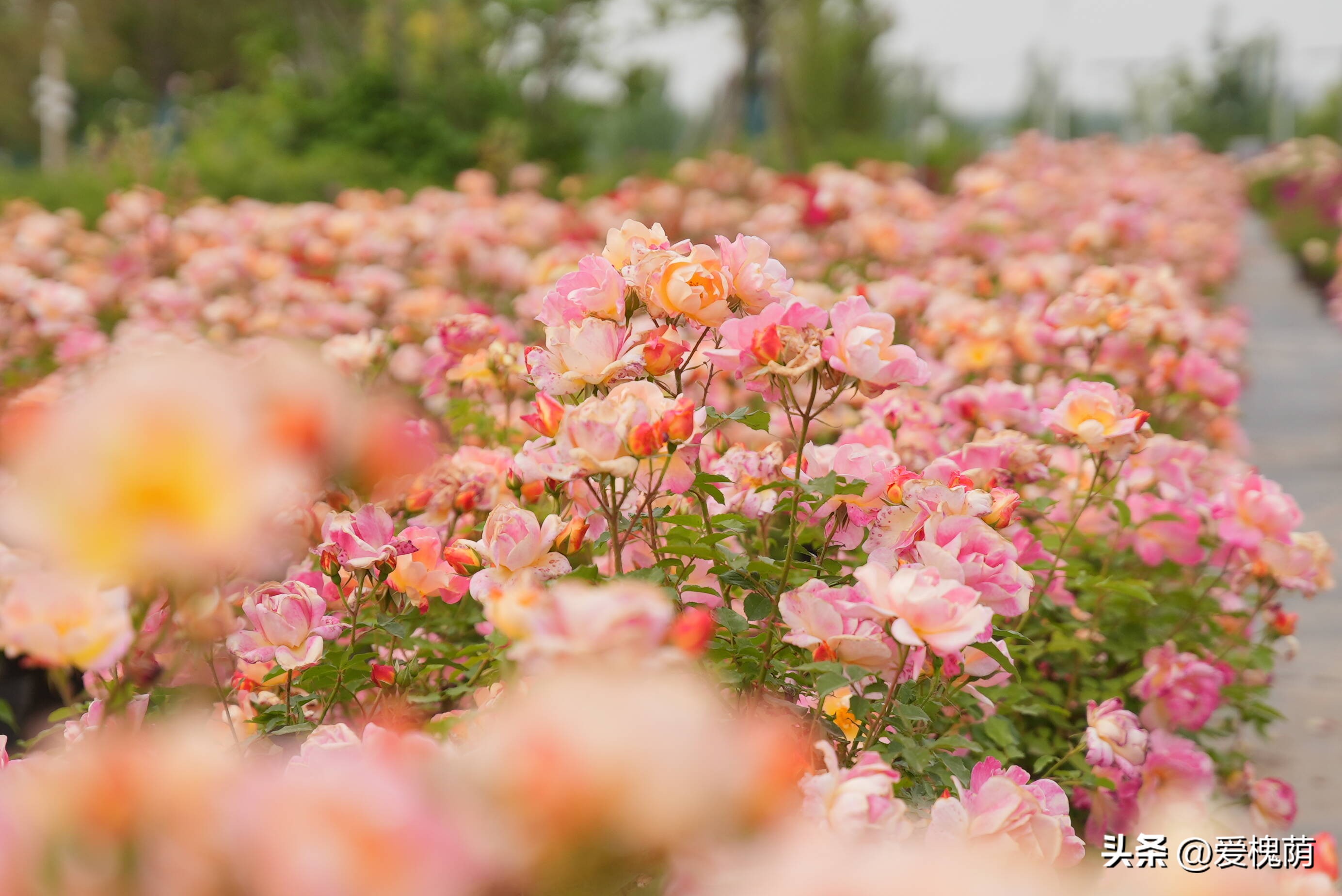 爱拍照的你怎能错过,拍照送给爱拍照的你