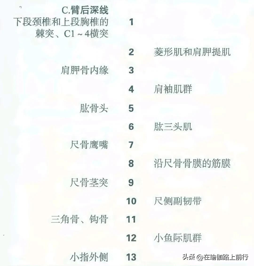 列车解剖学动态图,列车筋膜链解剖图