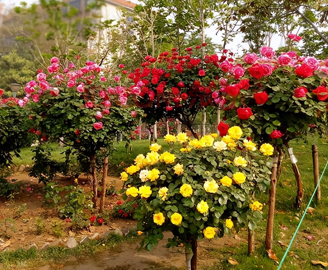 大庭院养什么花四季常开,庭院应该养什么花