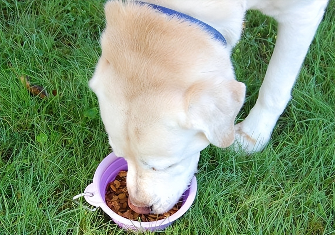 猫狗太臭了怎么办,为什么猫狗夏天不热