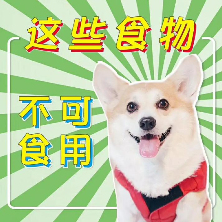 狗狗不能吃的水果清单表,狗狗不能吃的食物完整版