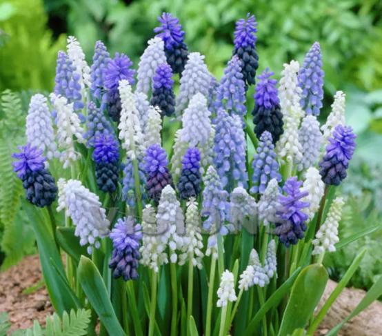 百花种类大全,百花的种类有哪些