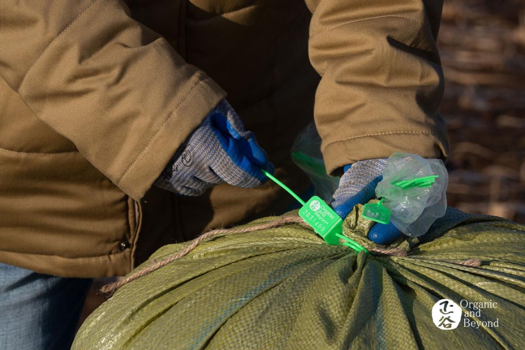 五常稻米原粮稻花香2号,原粮稻花香2号五常稻米