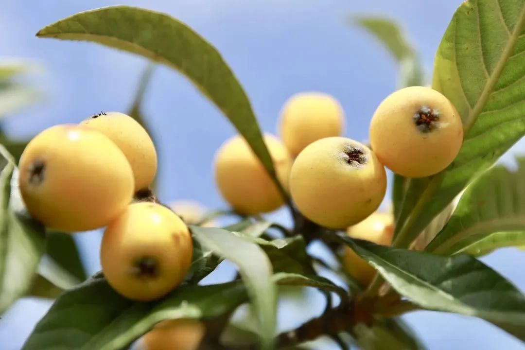 夏天的味道!房县夏日水果图鉴来啦