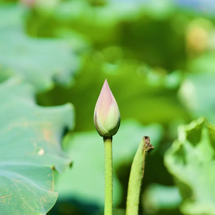 365天最美24节气图诞生惊艳国人,这组24节气图太美了