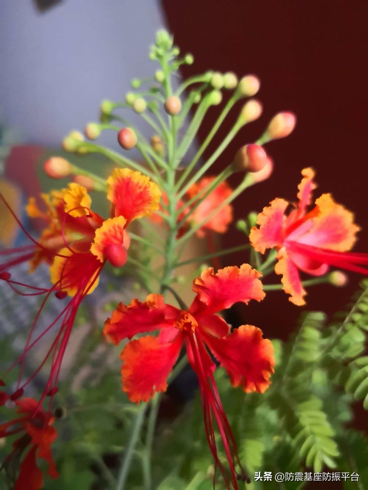 从发芽到开花的乐趣,从种子到果实成熟的感悟