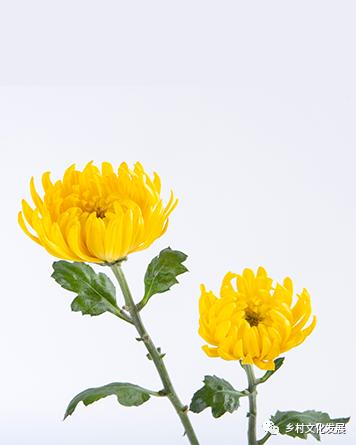 「鉴赏57」谁都可以诗人一把，当我们掀开了诗词的红盖头后