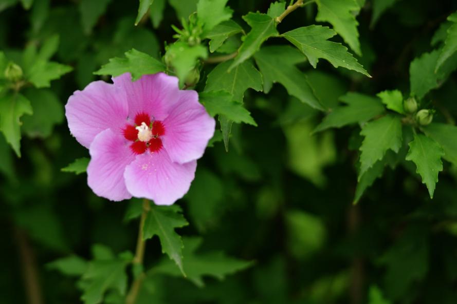 赞美木槿花最经典的诗句,关于木槿花唯美古诗句有哪些