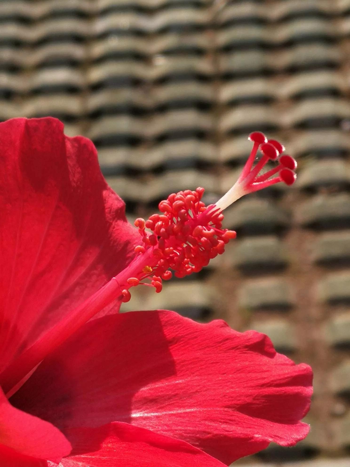 认识各种花卉名称,认识各种花的名字