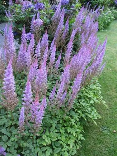 落新妇是种球植物吗,落新妇是多年生植物吗