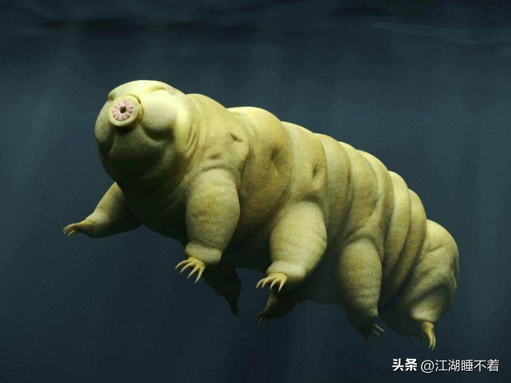 地球上不死的人类,5个地球上存在的不死生物