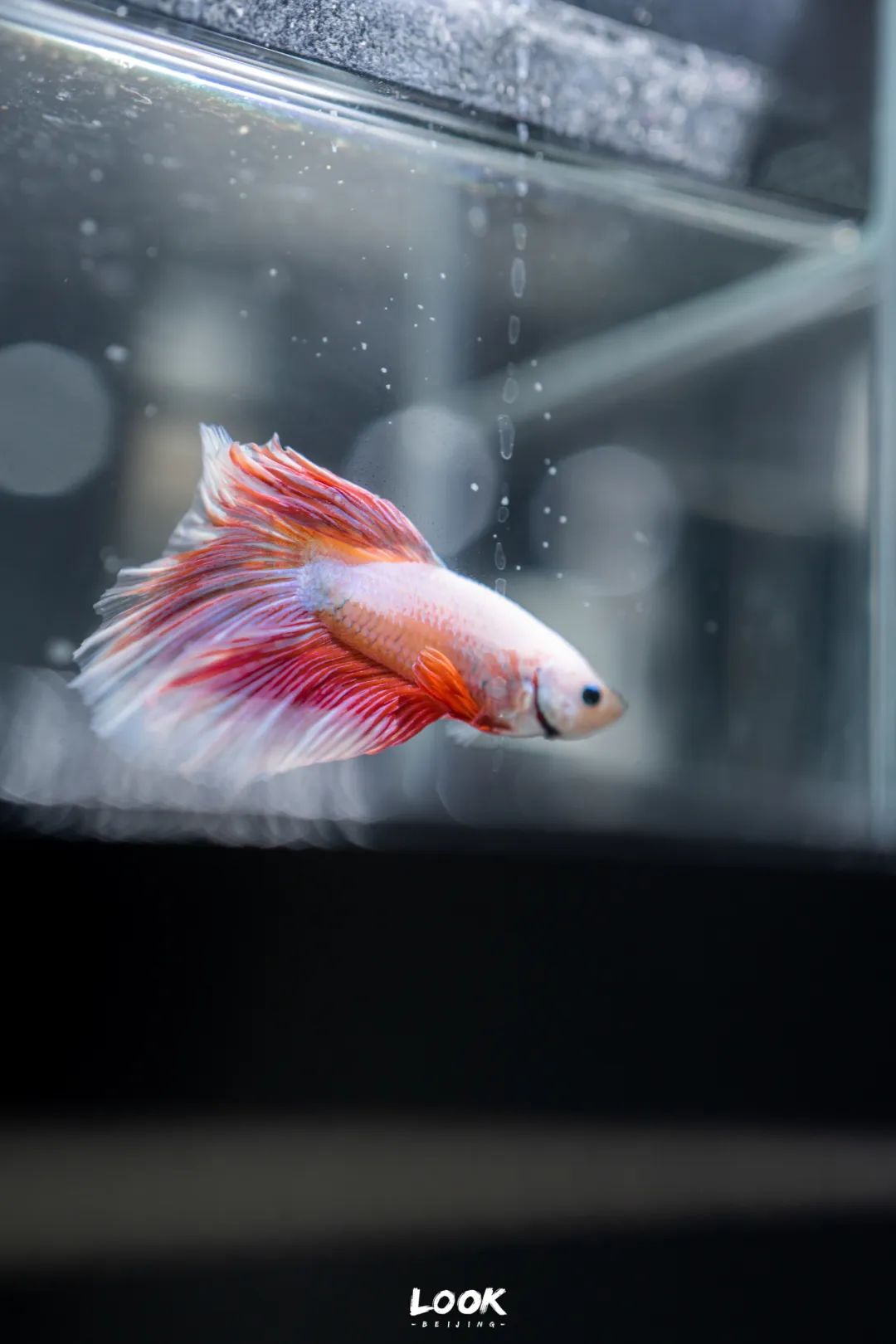 去逛逛二手市场,北京老市场有哪些