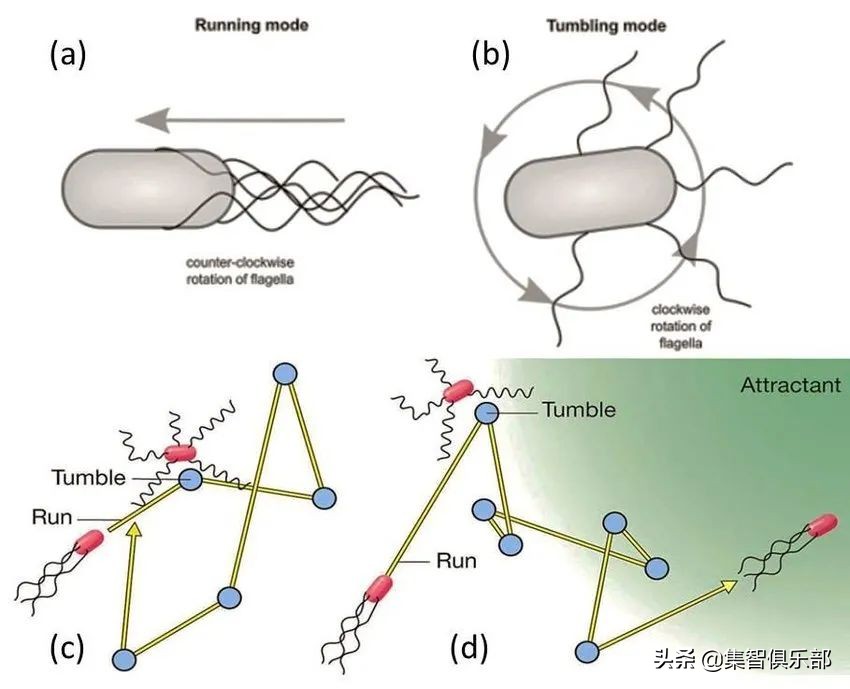 企鹅怎么抱团取暖,企鹅抱团取暖是如何移动的