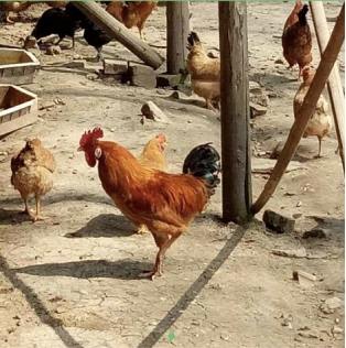 绉嶅吇娈栦簯骞冲彴,绉嶅吇娈栦簰鑱旂綉骞冲彴