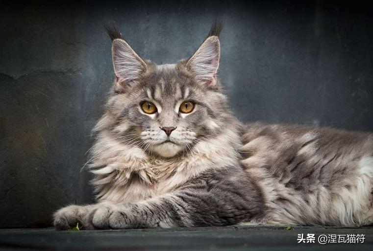缅因库恩猫银虎斑,缅因猫浅银虎斑