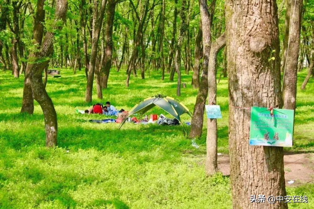 池州可以露营的湿地公园,池州户外露营地推荐