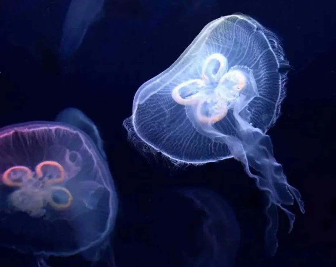 三亚潜水体验推荐,想去三亚海洋馆潜水