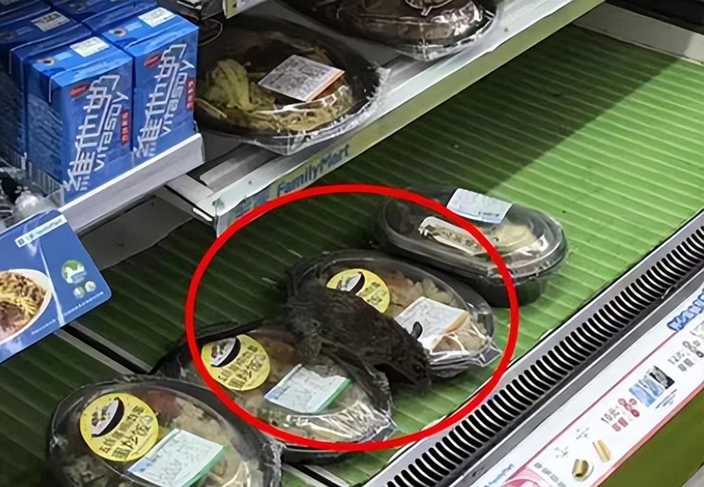 上海多地发现巨型老鼠重达17公斤,超市发现巨型老鼠跟小孩差不多大