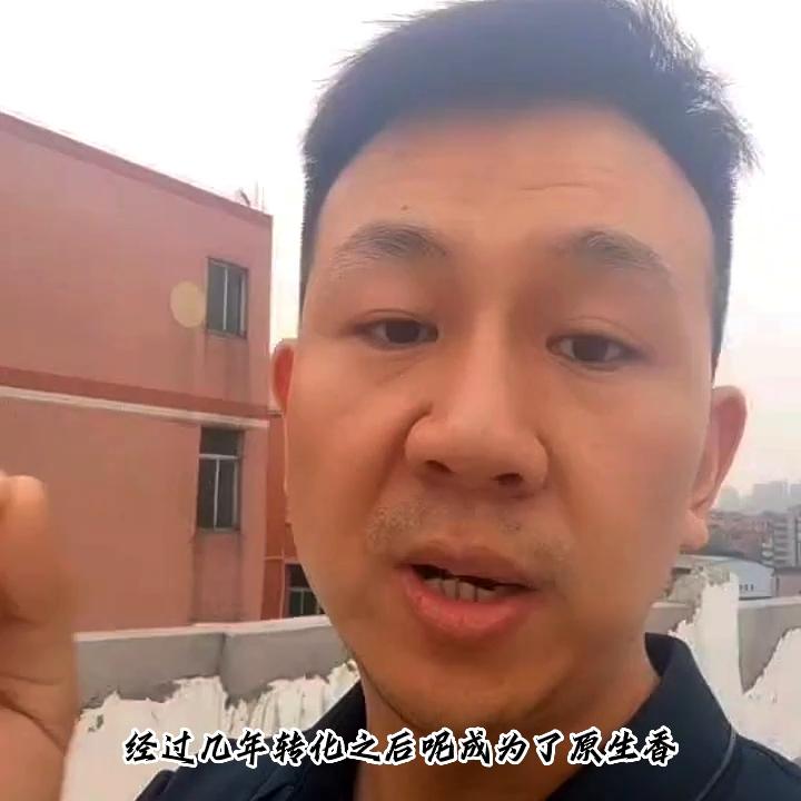 普洱茶深度解析视频,真正的普洱茶视频