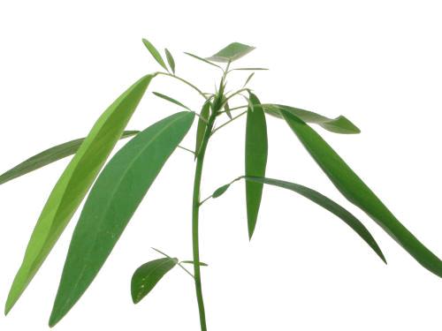 世界上有没有会跳舞的植物,这种植物竟然会跳舞