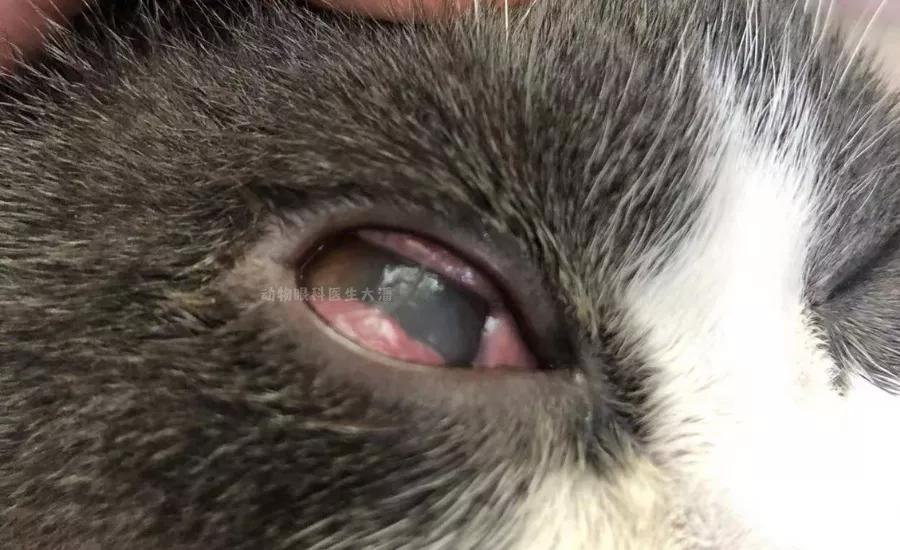 猫角膜溃疡怎么治疗,猫角膜溃疡用什么药