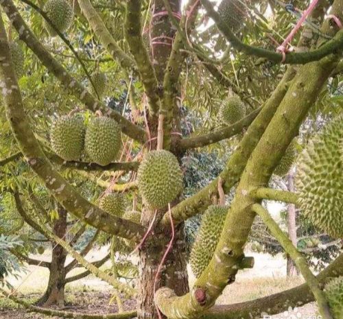 榴莲果树几年结果,榴莲是什么植物的果实