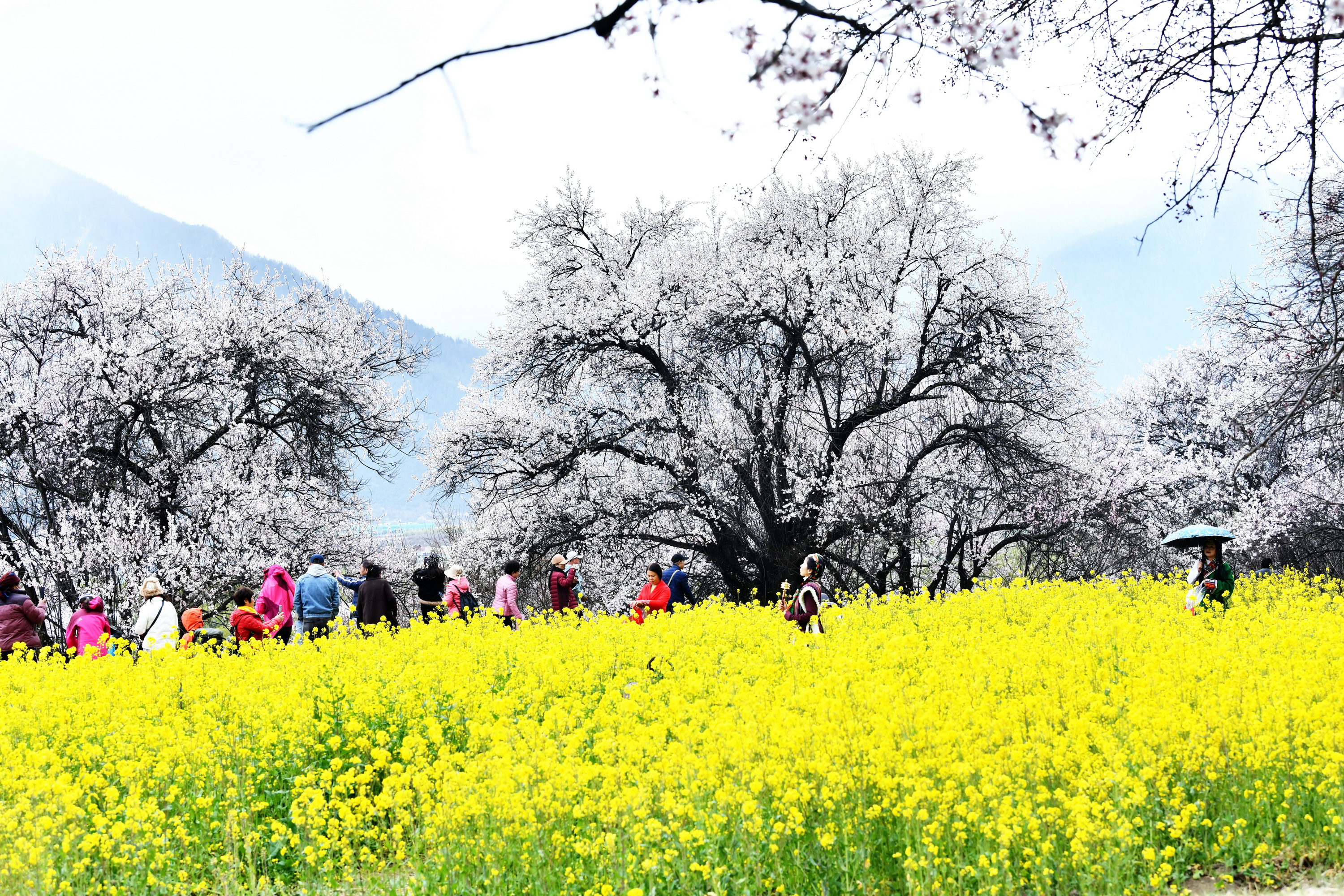 雪域林芝桃花图片 (在雪域江南西藏林芝邂逅漫山桃花)