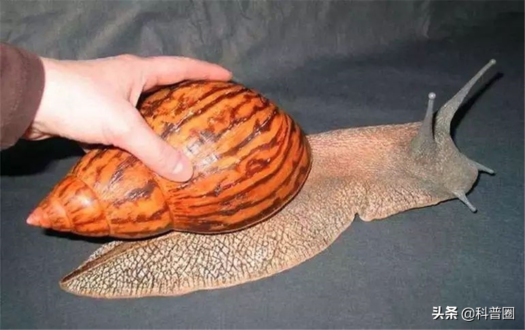 非洲大蜗牛中国泛滥,非洲人能吃1500万公斤,为何中国吃货怂了?