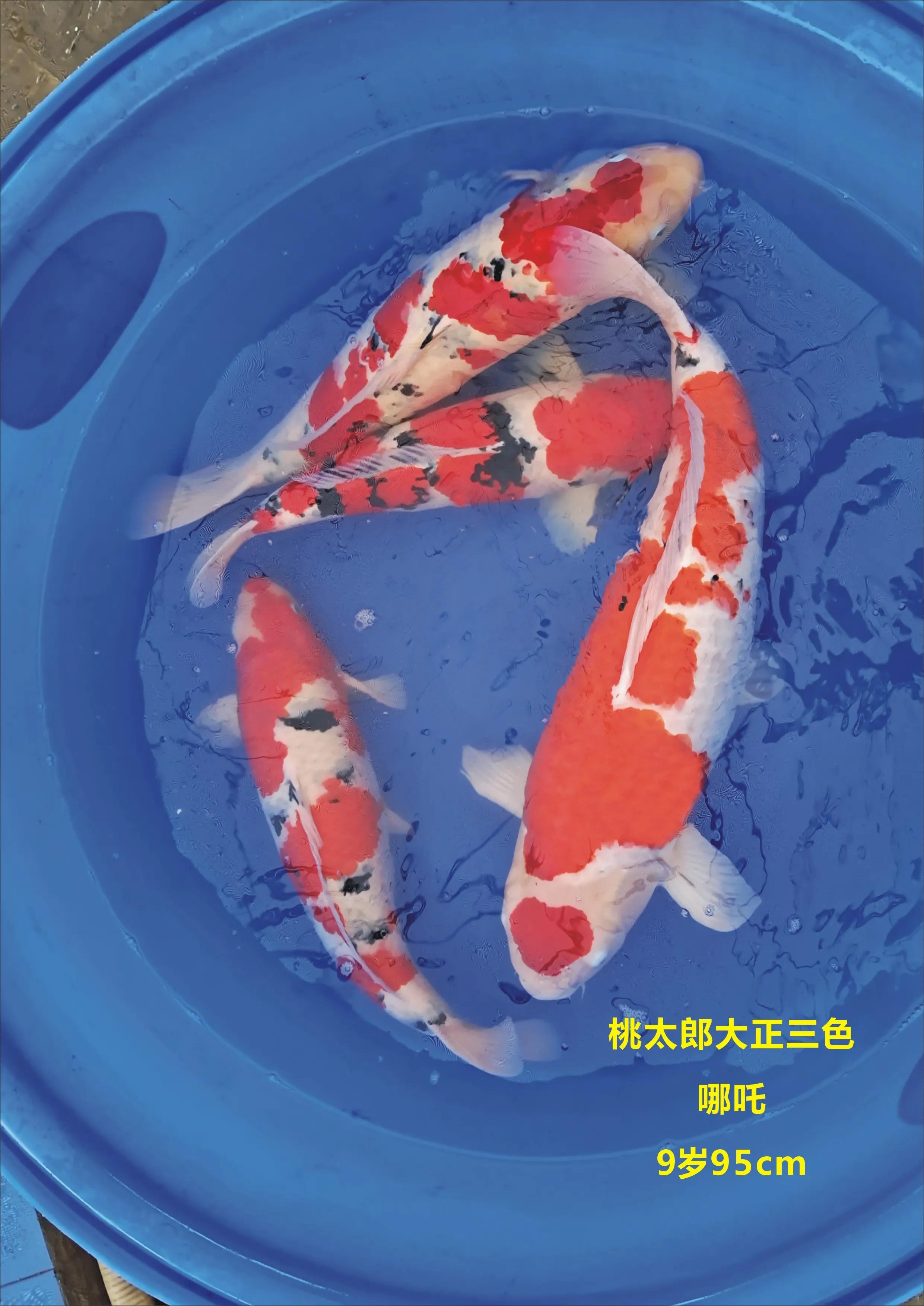 锦鲤繁殖养殖技术,红白锦鲤繁殖视频