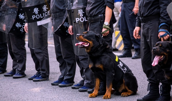 中国刑警学院警犬技术分数线,刑警学院警犬技术专业优秀毕业生