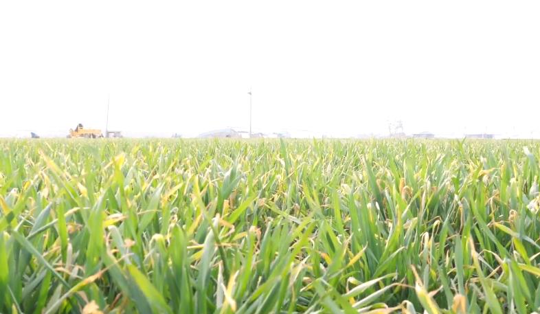 小麦黄化干枯的原因,小麦叶发黄是虫害还是药害