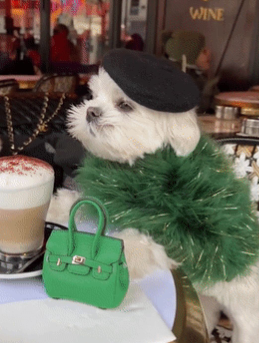 到巴黎街头走一圈才发现：不止女人会打扮，连狗狗都穿得比你时髦