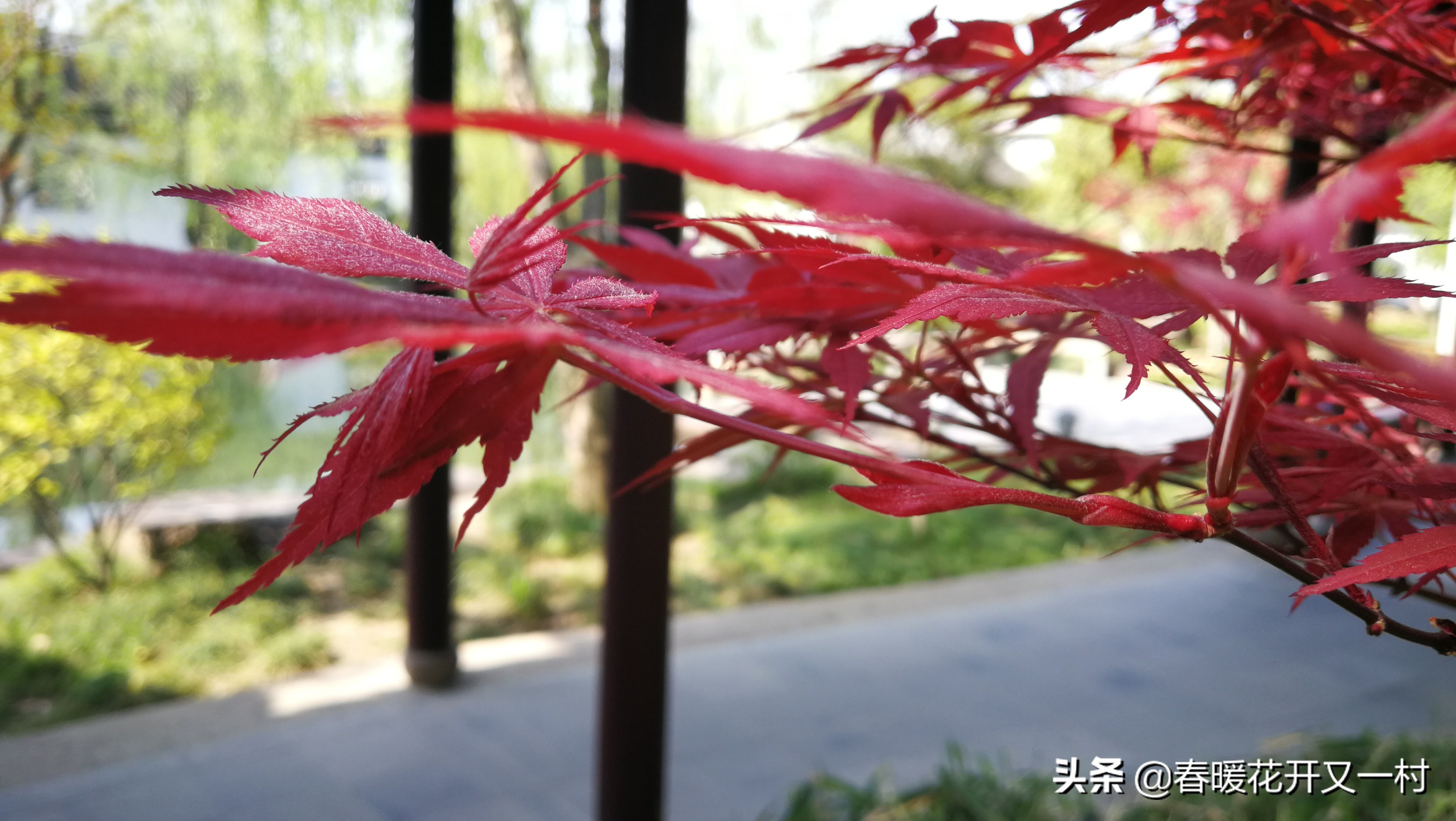 苏州园林春天哪月份去比较好,九月份的苏州园林