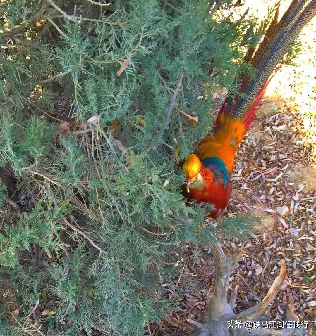 凤凰山锦鸡,凤凰山出现白腹锦鸡